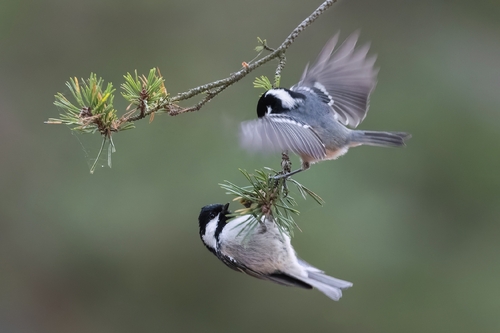 Carbonero garrapinos (Periparus ater)