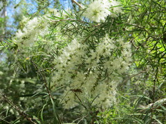 Melaleuca trichostachya