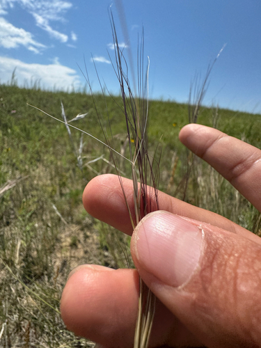 Aristida longiseta, 2025-07-21