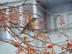 Turdus iliacus