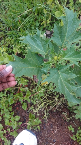jimsonweed