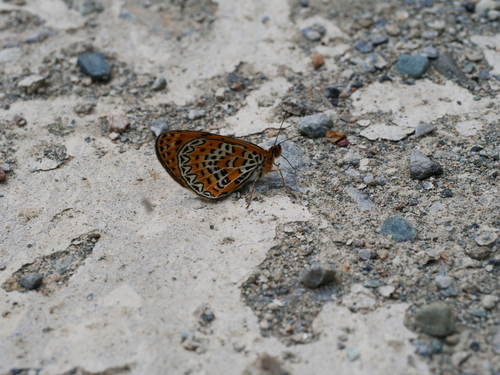 Melitaea yuenty