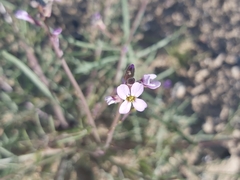 Cakile arabica