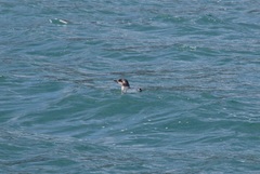 Eudyptula minor albosignata