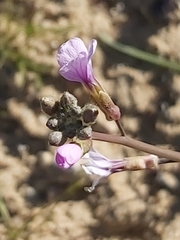 Cakile arabica