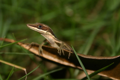 Anolis semilineatus