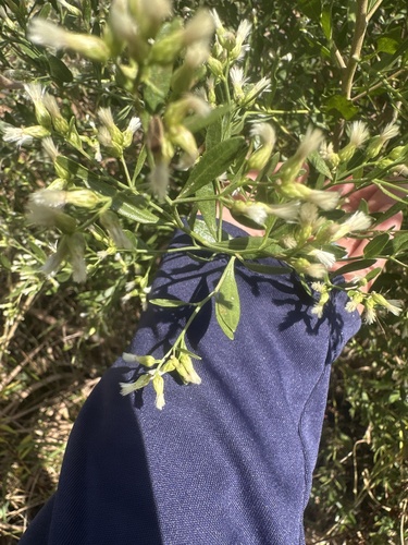 groundsel tree