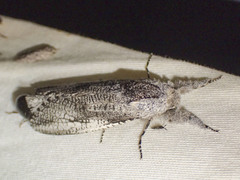 Endoxyla secta