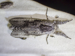 Endoxyla secta