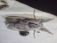 Endoxyla secta