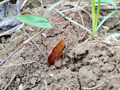 Orthoptera