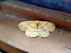 Lepidoptera
