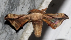 Bombycidae