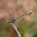 Ictinogomphus australis - Photo (c) Reiner Richter, μερικά δικαιώματα διατηρούνται (CC BY-NC-SA), uploaded by Reiner Richter