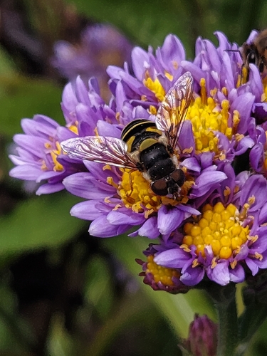 Unknown species found near Wheaton, Wheaton-Glenmont, MD, USA