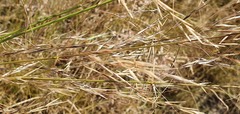 Austrostipa bigeniculata