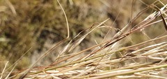 Austrostipa bigeniculata