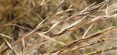 Austrostipa bigeniculata