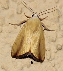 Xanthodes intersepta