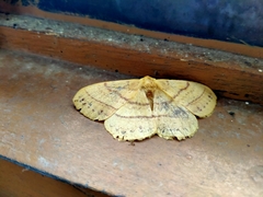 Lepidoptera