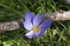 Crocus pulchellus