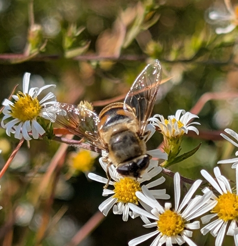Unknown species found near George Washington Blvd & Lakeview Overlook Plaza, University Center, VA 20147, USA