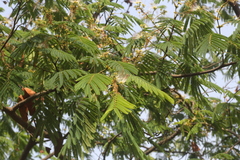 Albizia chinensis