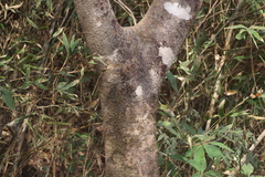 Albizia chinensis