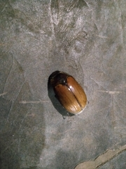 Coleoptera