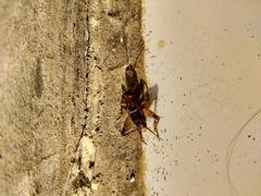 Orthoptera