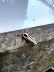 Creatonotos gangis