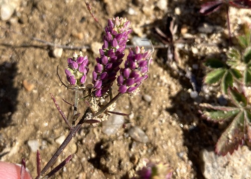 Nuttall's milkwort (Senega nuttallii)
