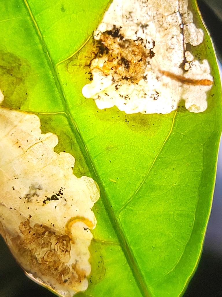 Amblyptila
