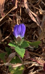 Cynarospermum asperrimum