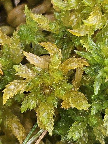 Lesser Cow-horn Bog-moss (Sphagnum inundatum)