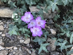 Epilobium siskiyouense