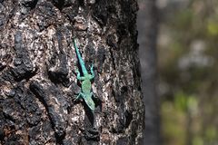Anolis divius