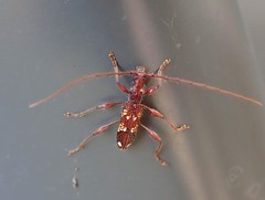 Coptocercus biguttatus