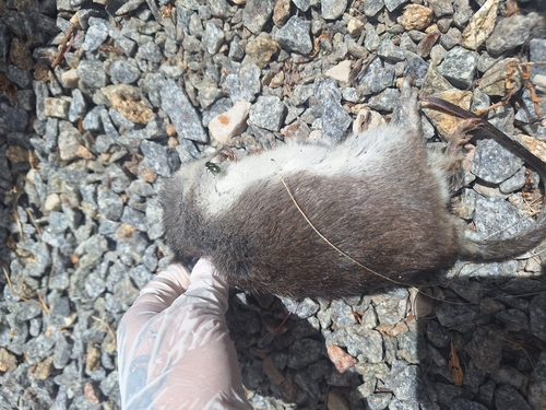 Argentine Swamp Rat