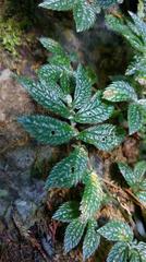 Elatostema parvum
