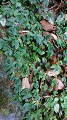 Elatostema parvum