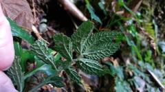 Elatostema parvum