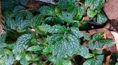 Elatostema parvum