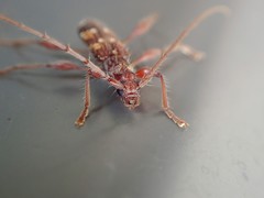 Coptocercus biguttatus