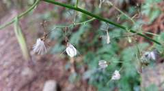 Notoseris melanantha