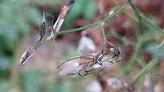 Notoseris melanantha