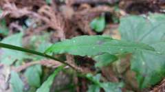 Notoseris melanantha