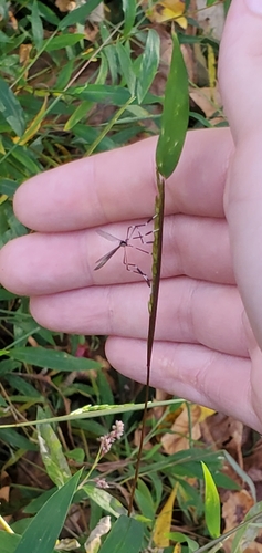 Unknown species found near Hendersonville, NC, USA