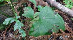 Notoseris melanantha