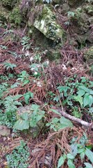 Notoseris melanantha